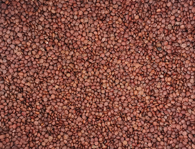 好料