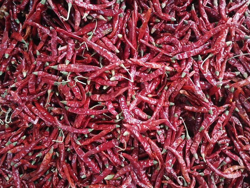 印度-辣椒-Sharma-5041处，辣椒选把，原料改.jpg