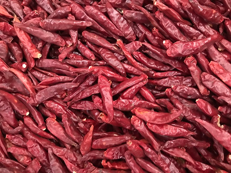 山东金乡-辣椒-李-3028处，好料改.jpg