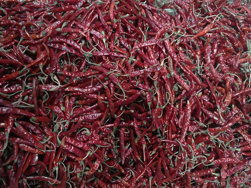 印度-辣椒-Sharma-5041处，辣椒选把，下料.jpg